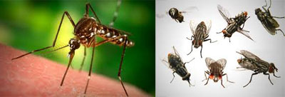 Flies and Mosquitoes