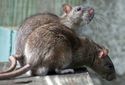 Rats and Mice Control